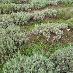 Meet your Posher, Madeson